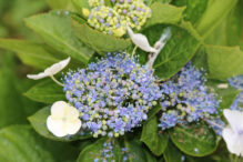 Hortensien Hochebene São Miguel