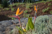 Blumenvielfalt auf Madeira