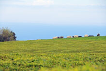 Gorreana Teeplantage São Miguel | Azoren Mietwagenreise