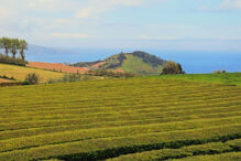 Teeplantagen São Miguel