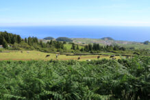 Hochebene Terceira Weideland