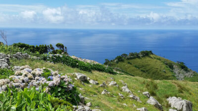 Insel Flores Hortensien