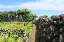Wandern in Biscoitos Terceira
