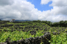 Weinanbau Terceira Biscoitos