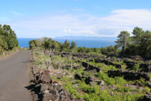 Weinanbau Insel Pico