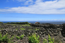 Weinanbau Terceira Azoren Mietwagenreise
