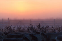 Renntiere in Finnland