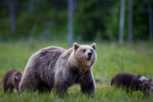 Braunbär Suomussalmi