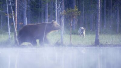 Bär und Wolf Begegnung