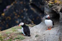 Puffins auf Orkney