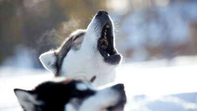 Huskies Finnland
