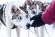 Huskies sind zutrauchlich