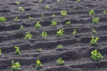 Weinanbau auf Lanzarote