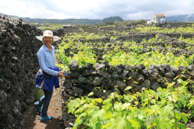 Wanderweg bei Biscoitos, Insel Terceira Wanderweg bei Biscoitos, Insel Terceira