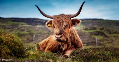 Schottisches Hochlandrind