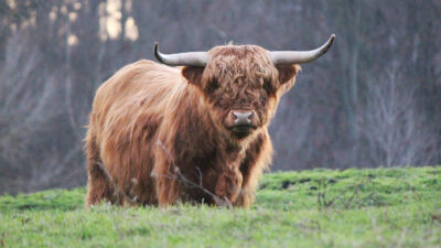 Schottisches Hochlandrind